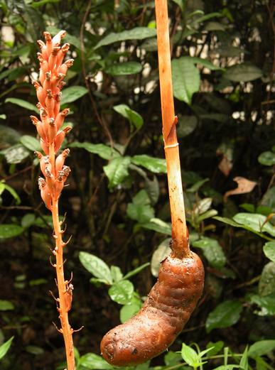 Gastrodia seeds Gastrodia elata